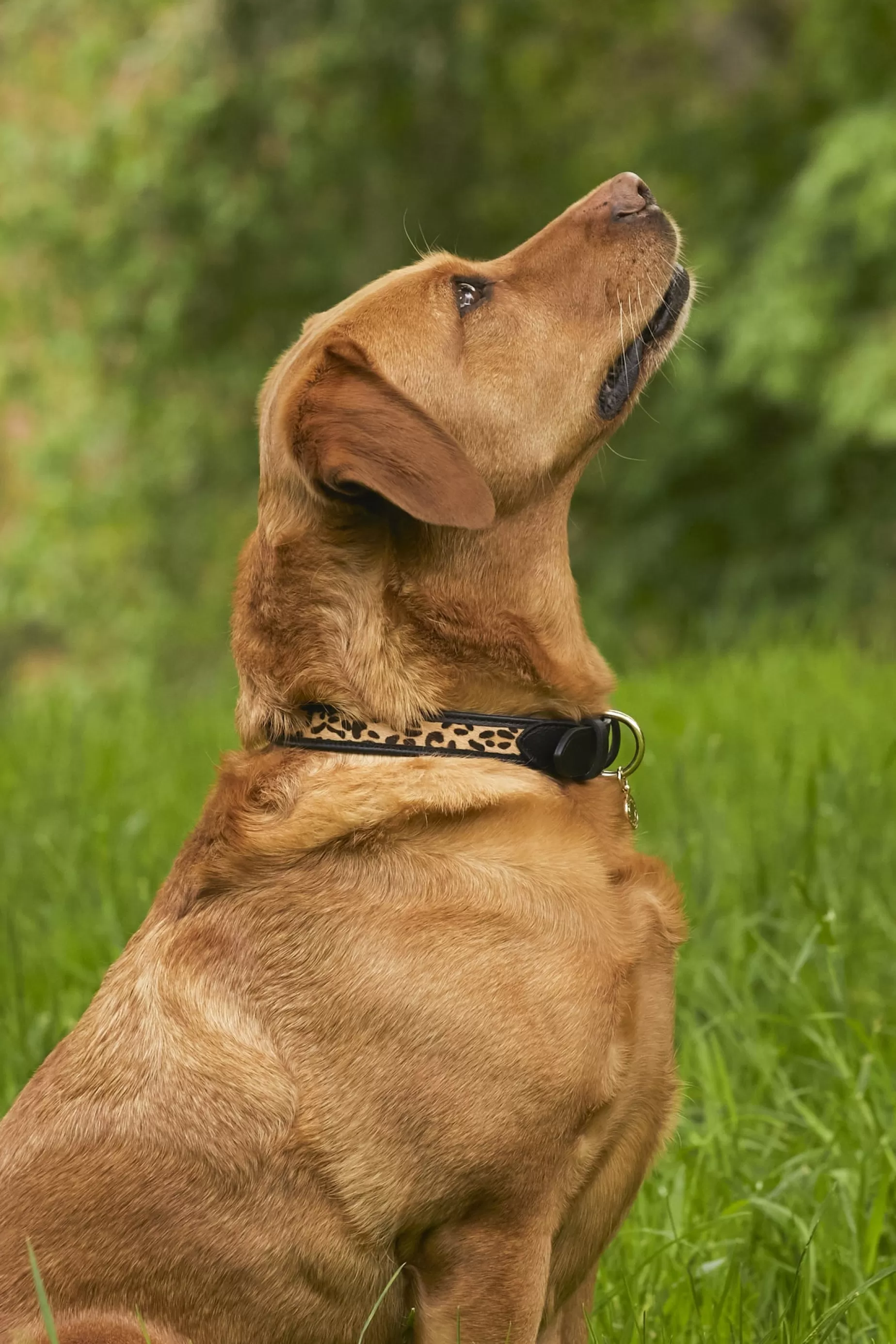 Holland Cooper Dog Collars | Dog Accessories>HC Classic Dog Collar Black & Leopard Pony